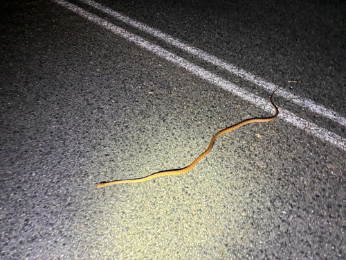 Brown Tree Snake sighting