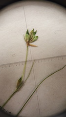 Carex trisperma