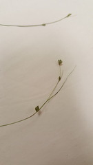 Carex trisperma