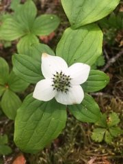 Cornus unalaschkensis