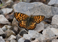 Melitaea phoebe
