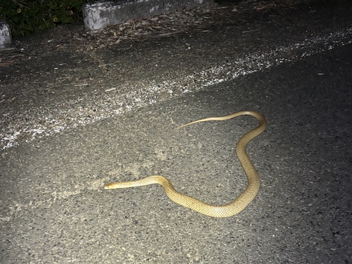 Eastern Brown Snake sighting
