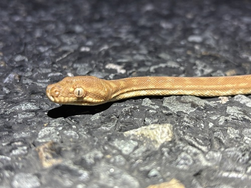 Coastal Carpet Python sighting