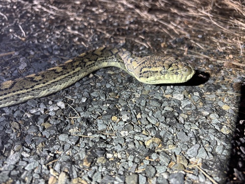 Coastal Carpet Python sighting