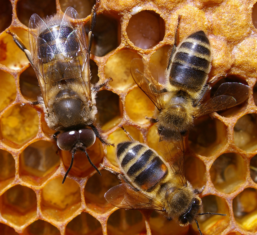 Honey Bee (NPS National Capital Region Bees and Wasps) · iNaturalist