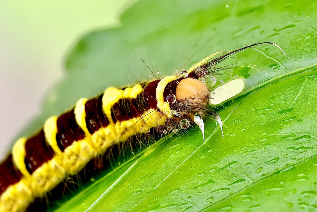 Chrysopsyche mirifica