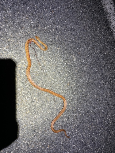 Brown Tree Snake sighting