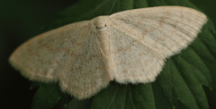Scopula floslactata