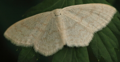 Scopula floslactata