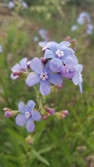 Hackelia velutina