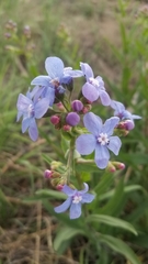 Hackelia velutina