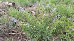 Hackelia velutina