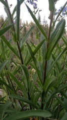 Hackelia velutina