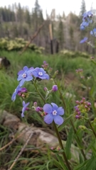 Hackelia velutina