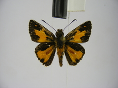 Osmodes adonia