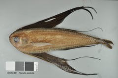 Pacific Fanfish photo 2