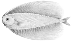 Pacific Fanfish photo 3