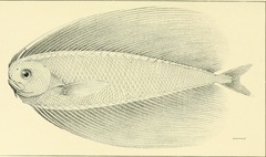 Pacific Fanfish photo 4