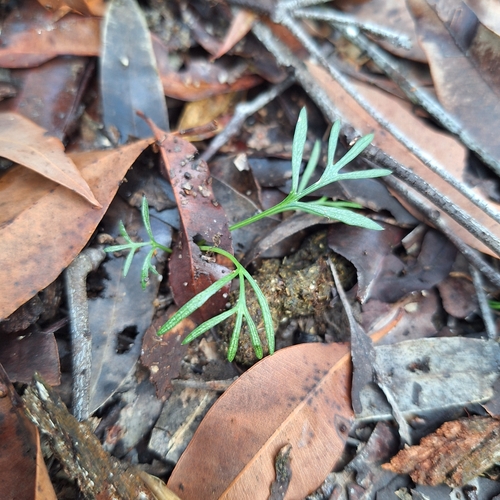 Glossocardia bidens iNat (1)