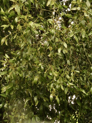 Image of Notothixos cornifolius by (c) Samuel Frankel, some rights reserved (CC BY)