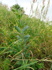 Hylotelephium telephium