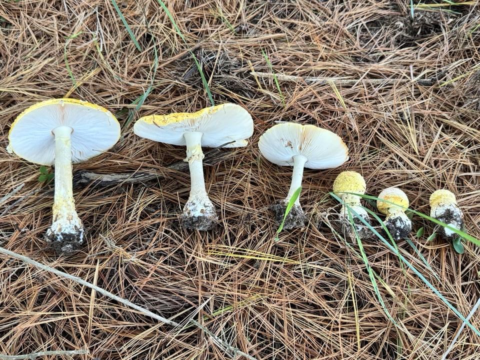 Amanita muscaria<br>26 October, 2024