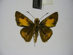 Osmodes adonia