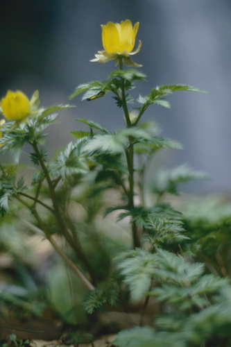 Adonis shikokuensis iNat (1)