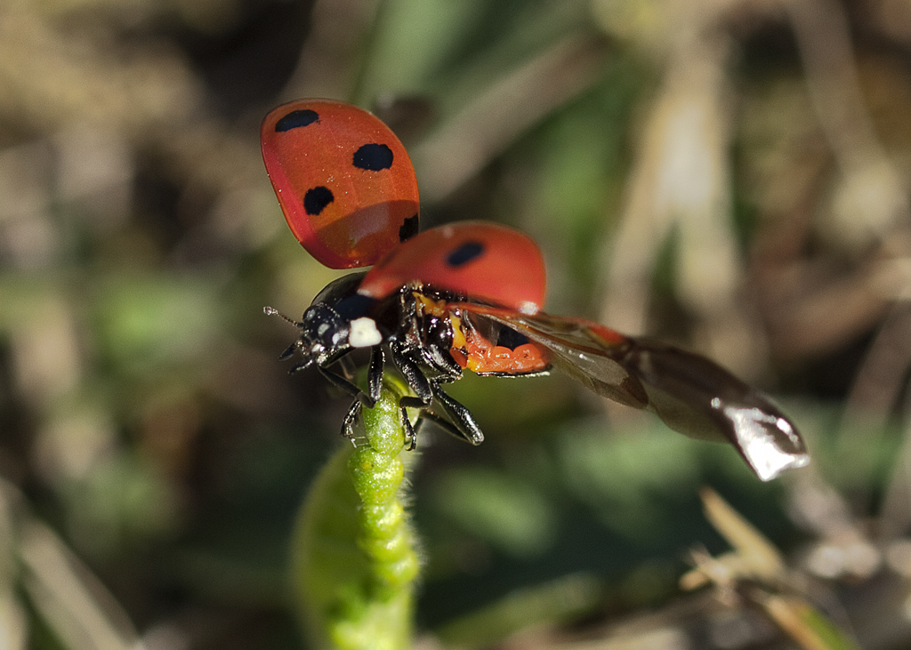 Spotted ladybirds
