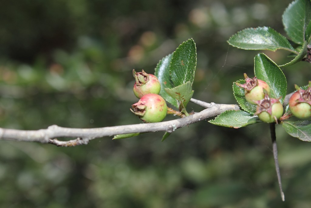 Mexican hawthorn