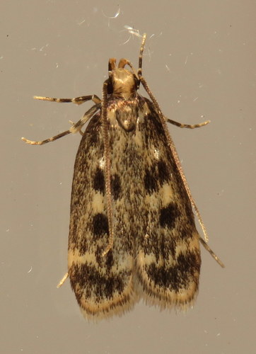 Square-spotted Martyringa Moth photo 2