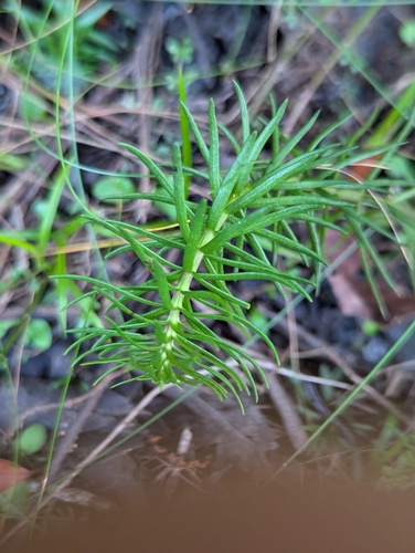 Sclerolepis uniflora, photograph 5