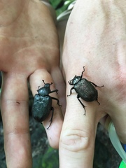 Osmoderma scabra