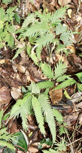 Selaginella wallichii