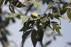Carya myristiciformis