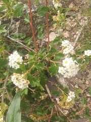 Physocarpus monogynus