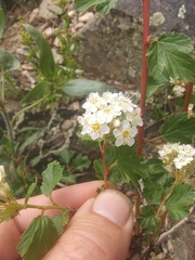 Physocarpus monogynus