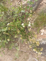 Physocarpus monogynus
