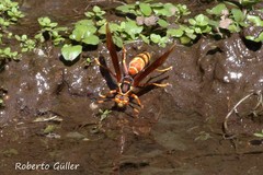 Polistes buyssoni