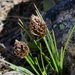 Engelmann's Sedge - Photo (c) oschilling, some rights reserved (CC BY-NC), uploaded by oschilling