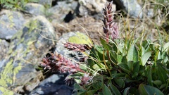 Salix petrophila