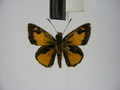 Osmodes distincta