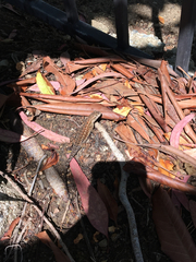 Sceloporus occidentalis