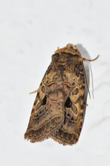 Eriopygini