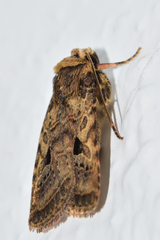 Eriopygini