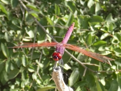 Trithemis annulata