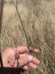 Perideridia kelloggii