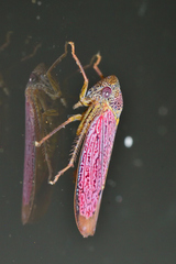 Apogonalia
