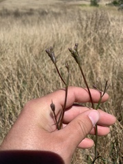 Perideridia kelloggii