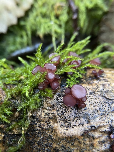 Owingsia PNW01 graham.jpg